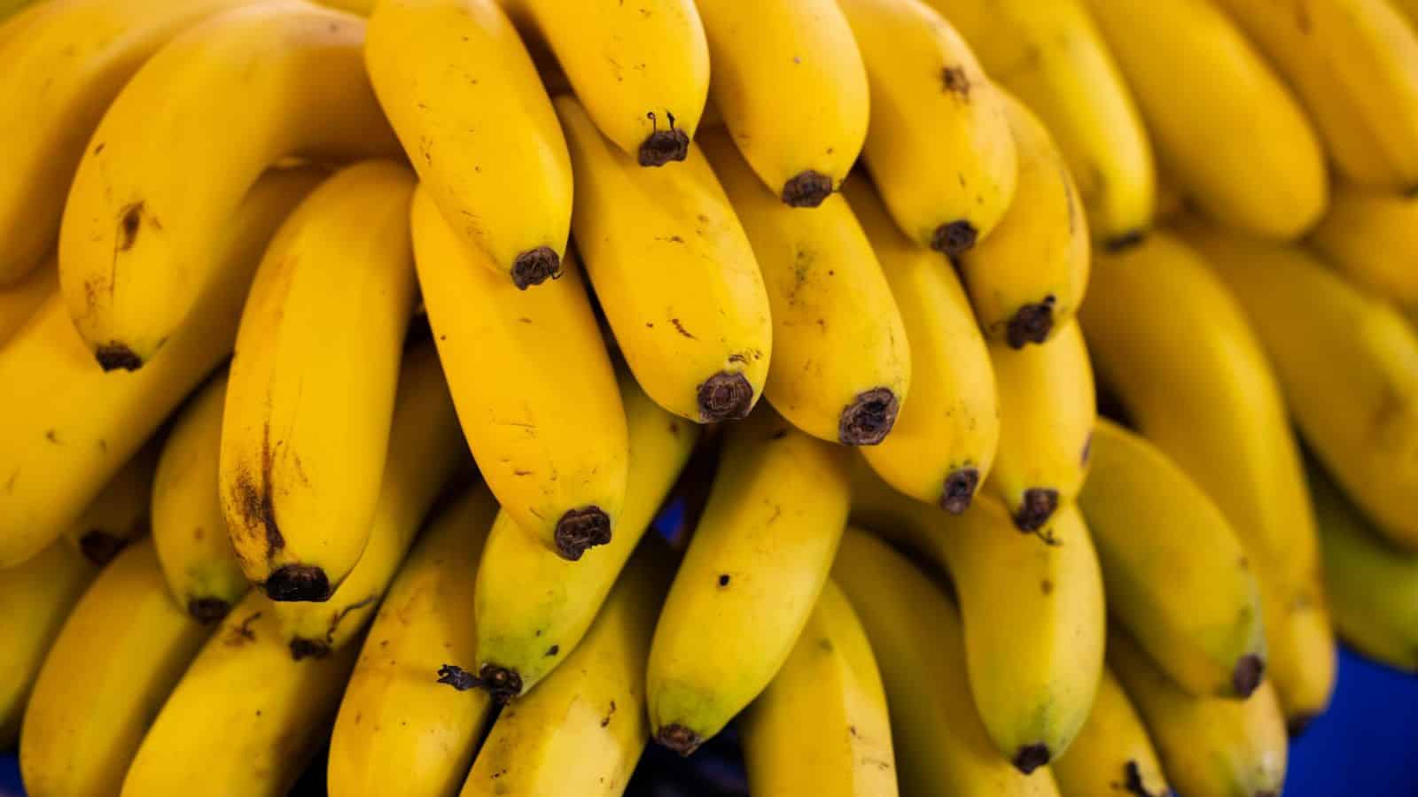 Close-up Shot of Yellow Bananas.