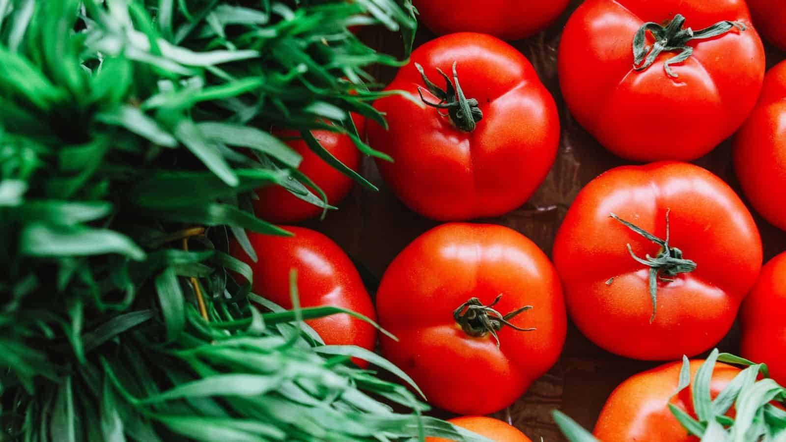 Overhead image of tomatoes.