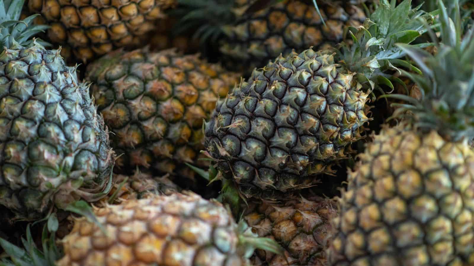 Bunch of Pineapple Fruits.