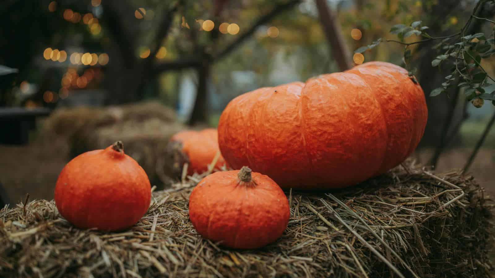 Pumpkins on Haystack.
