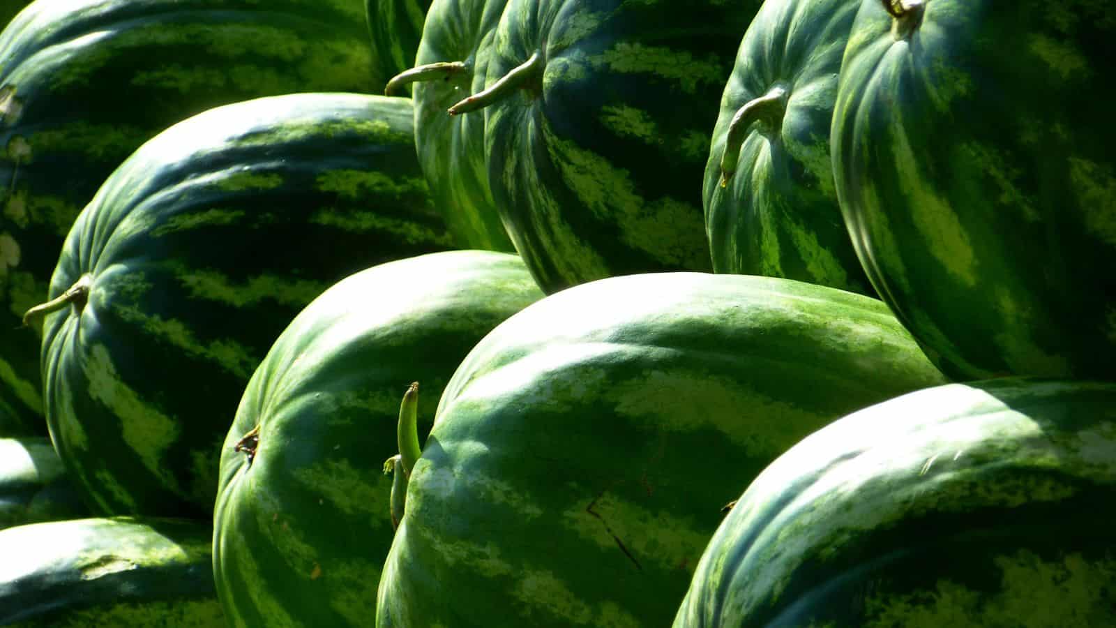 Green Piled Watermelon.