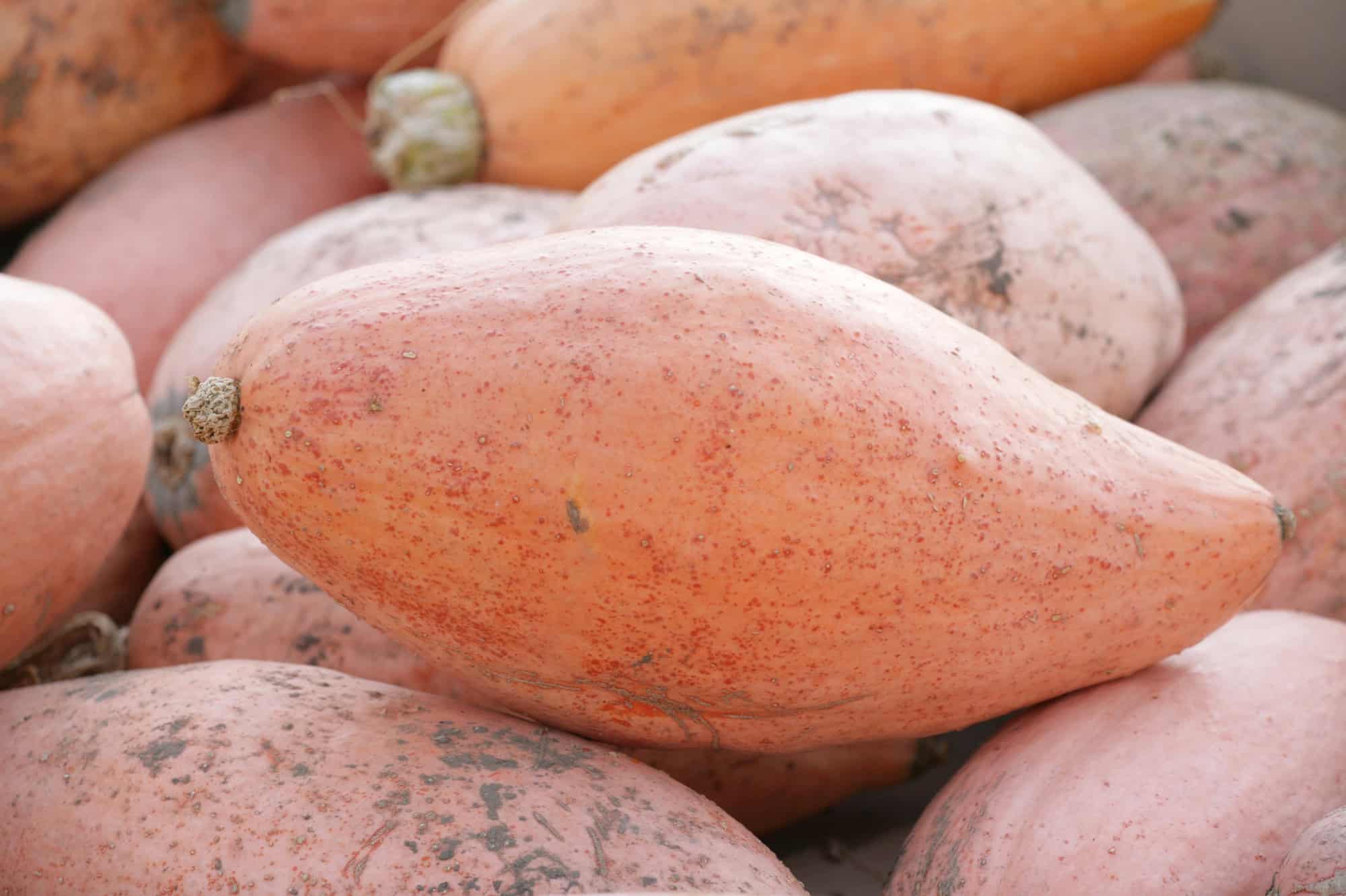 An image of Banana Squash.