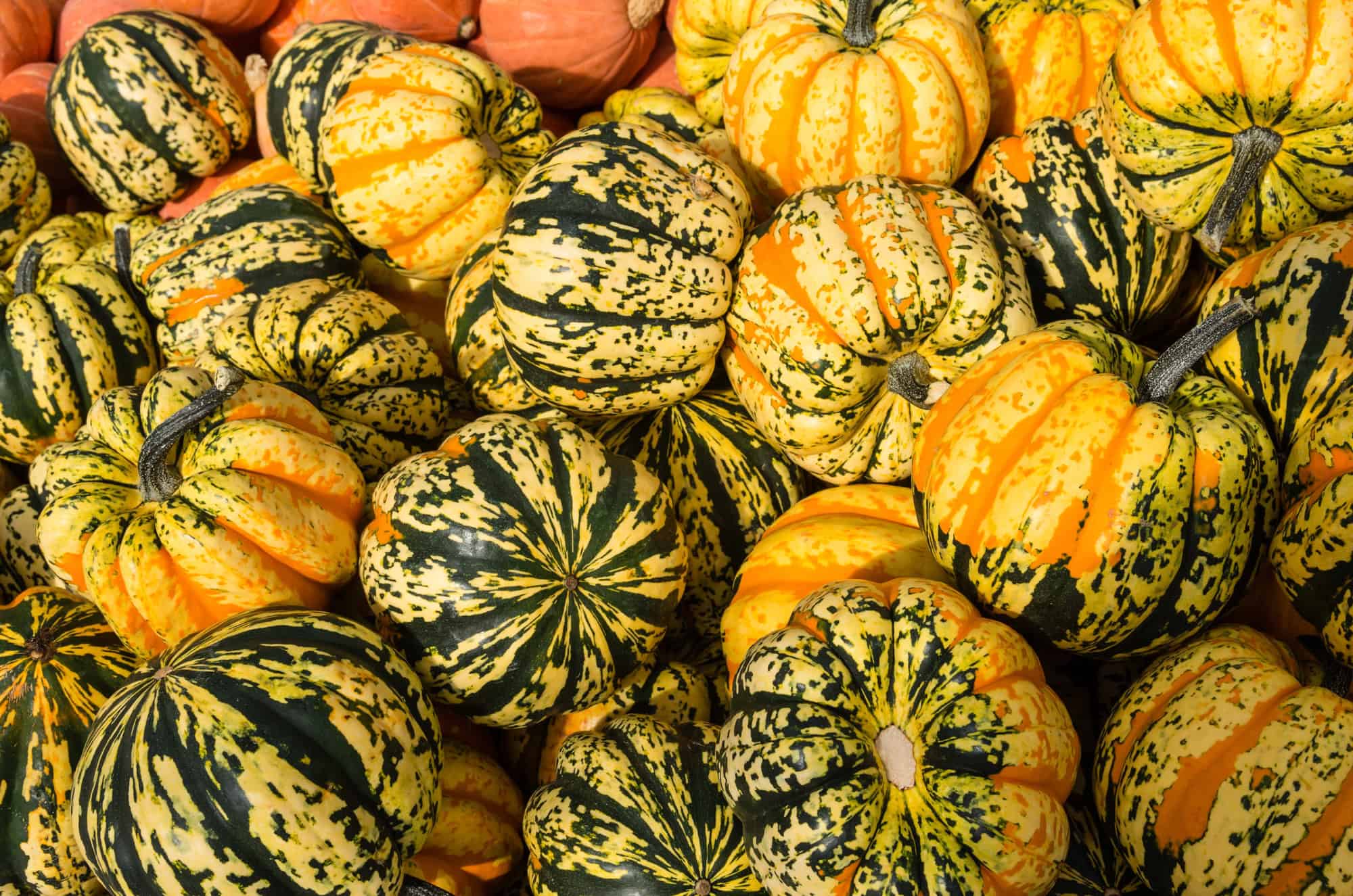 An image of Carnival Squash.