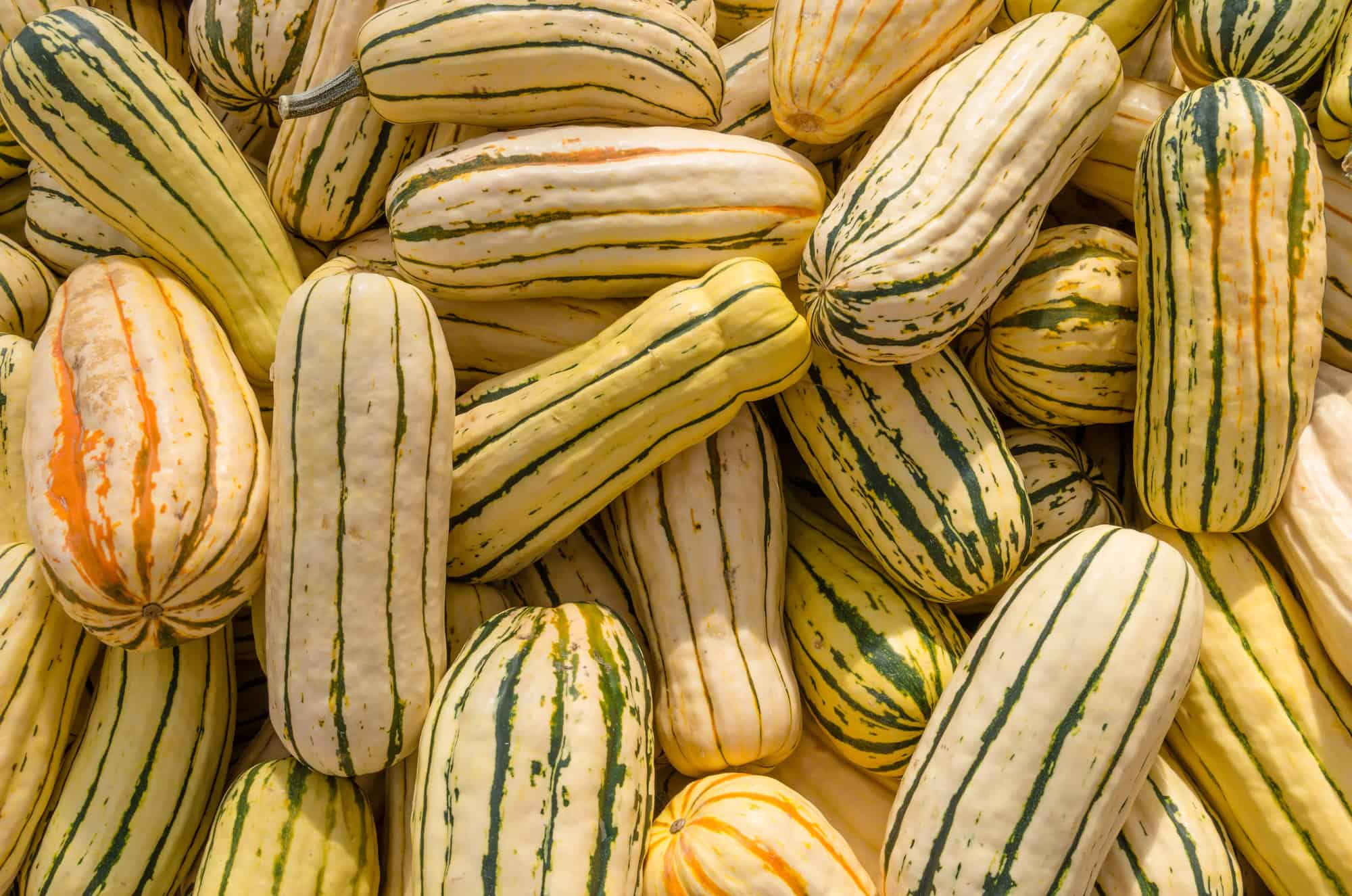 An image of Delicata squash.