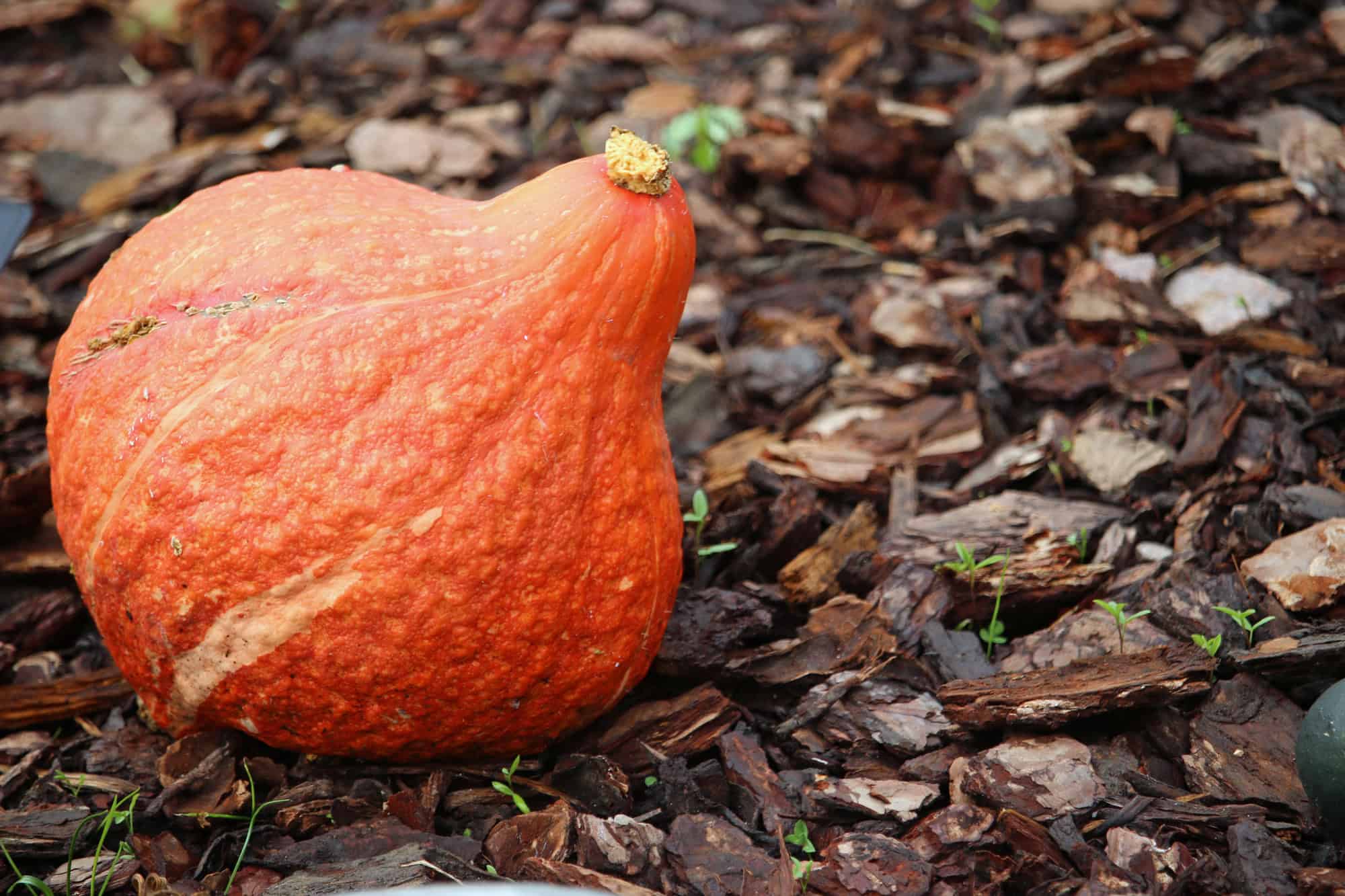 An image of a Hubbard Squash.